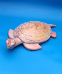 938 Schildkröte natur groß